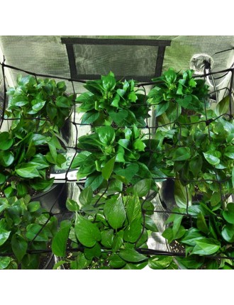 On Sale Advwin Trellis Netting Grow Tent Vine Net for Climbing Plants